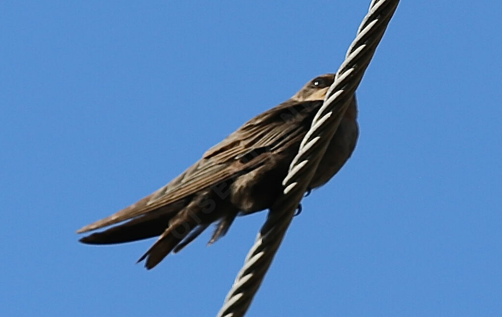 Large Rock Martin