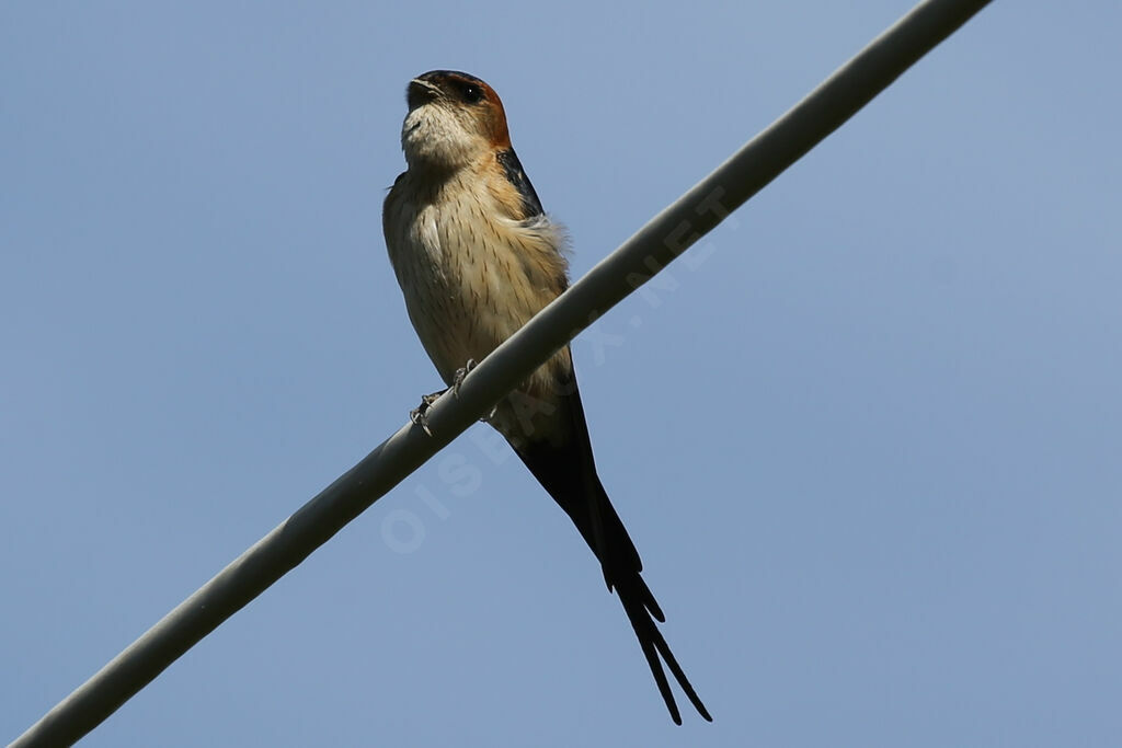 European Red-rumped Swallow