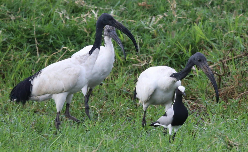 Ibis sacré