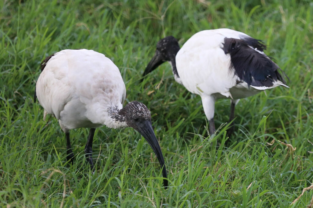 Ibis sacré