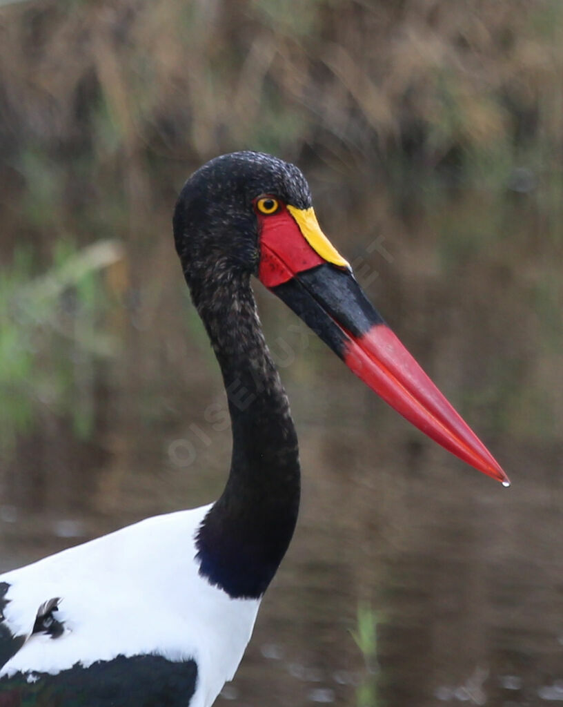 Saddle-billed Stork