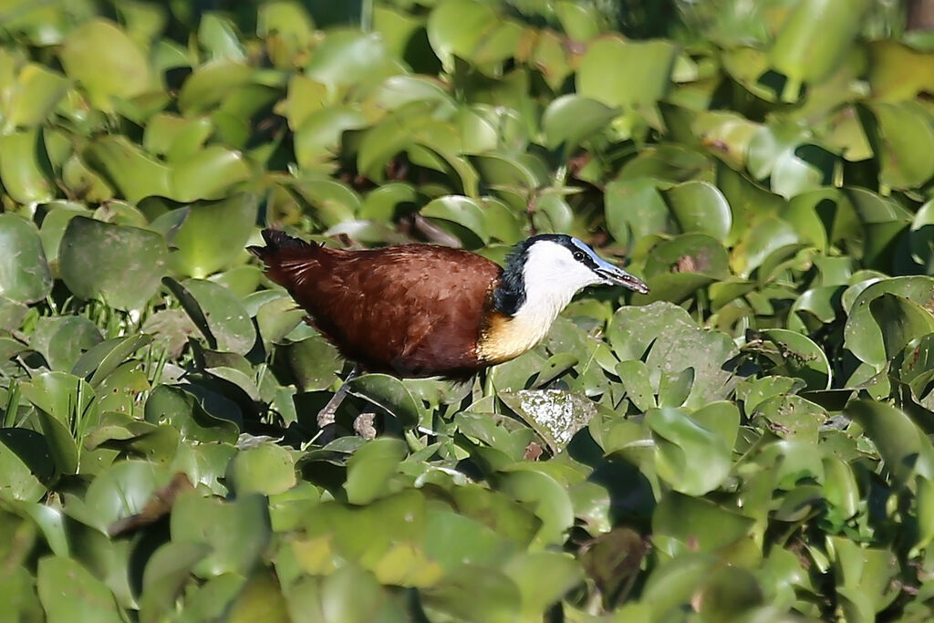 African Jacana