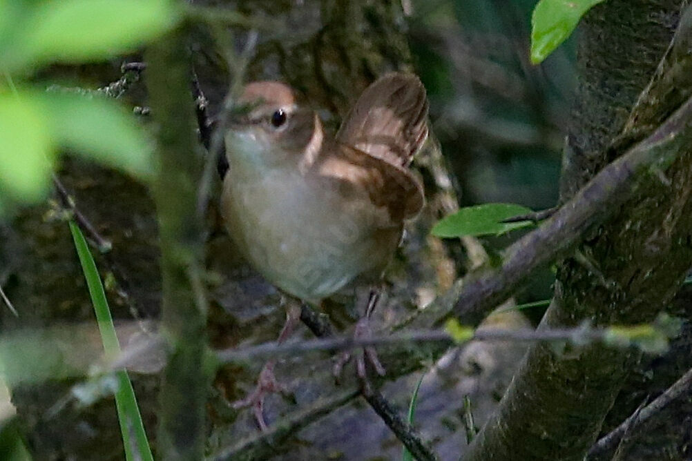 Savi's Warbler