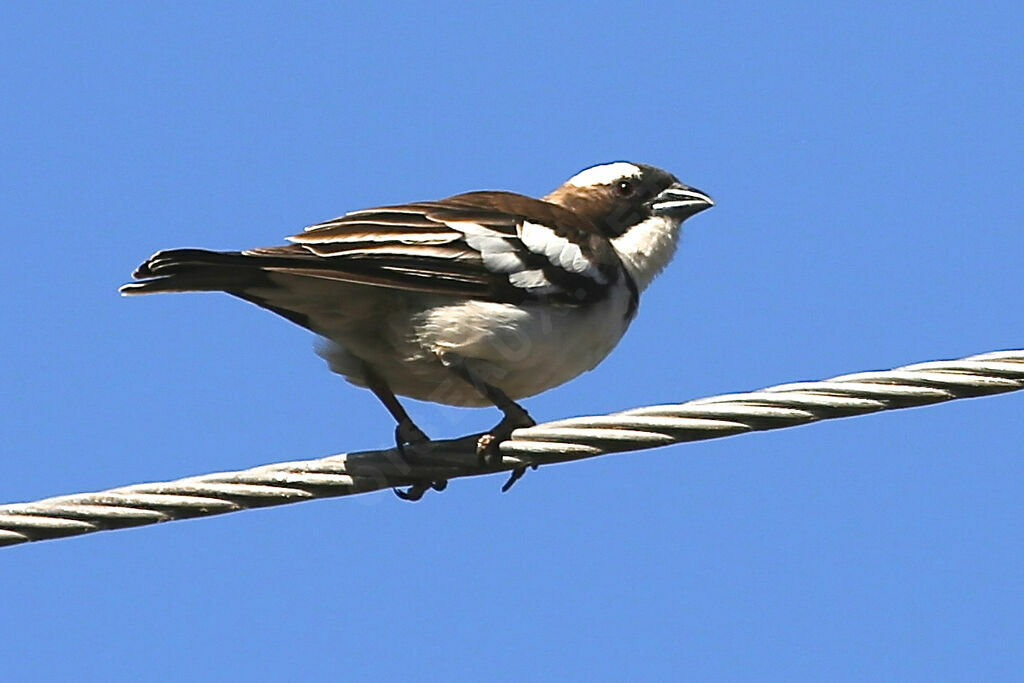 Mahali à sourcils blancs