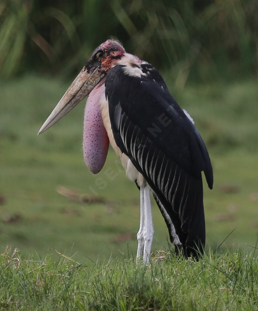 Marabou Stork