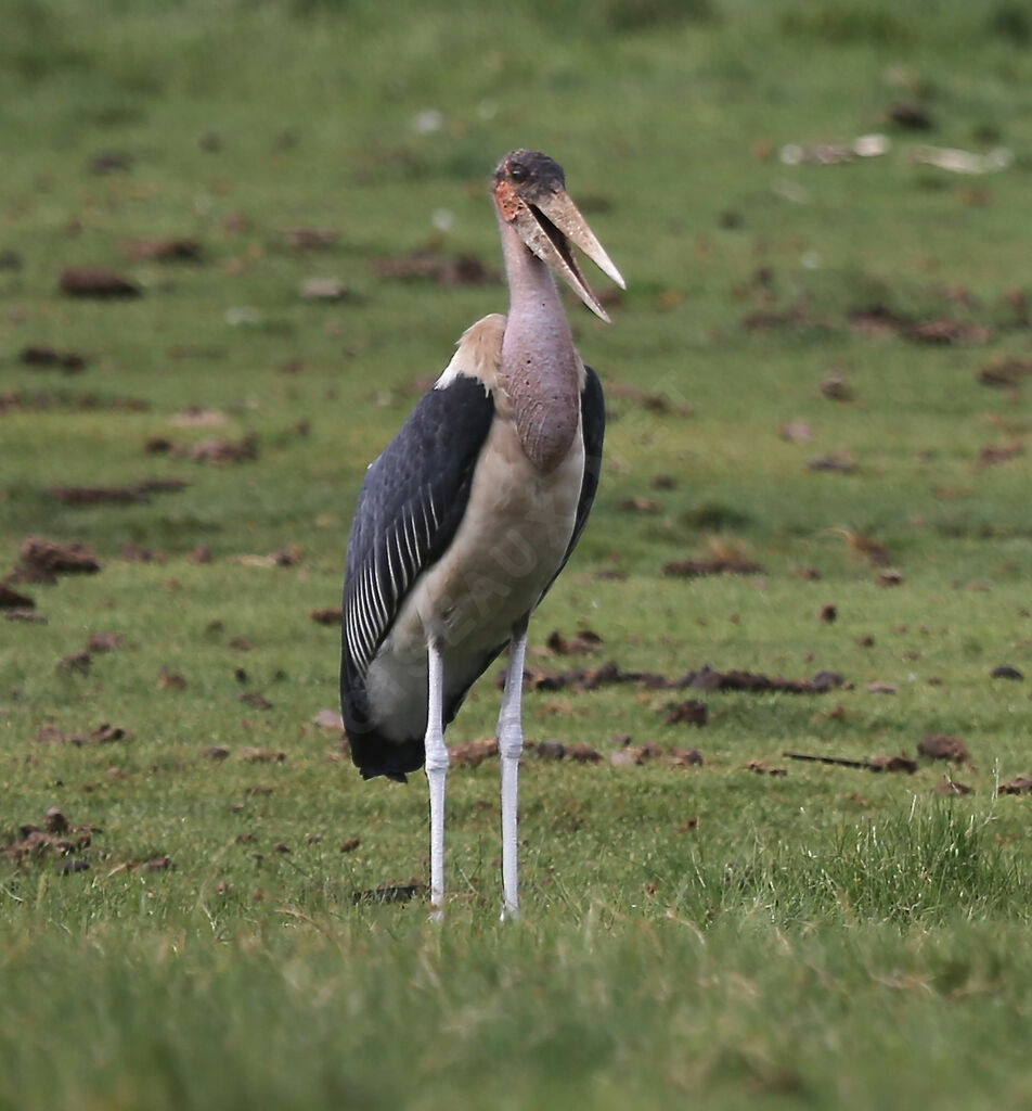 Marabou Stork