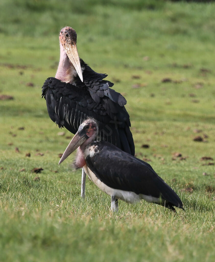 Marabou Stork