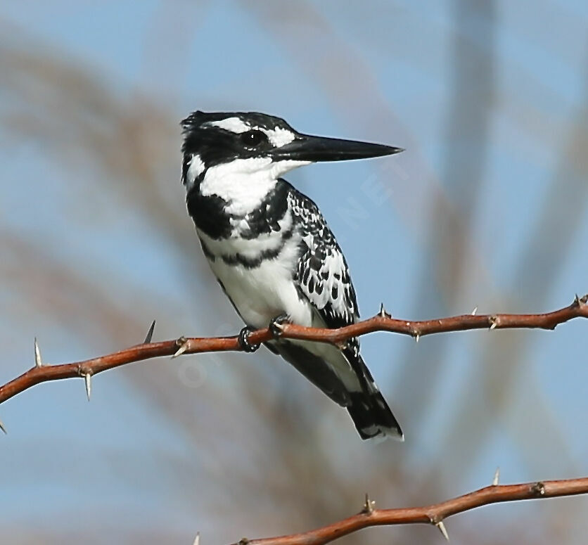 Pied Kingfisher