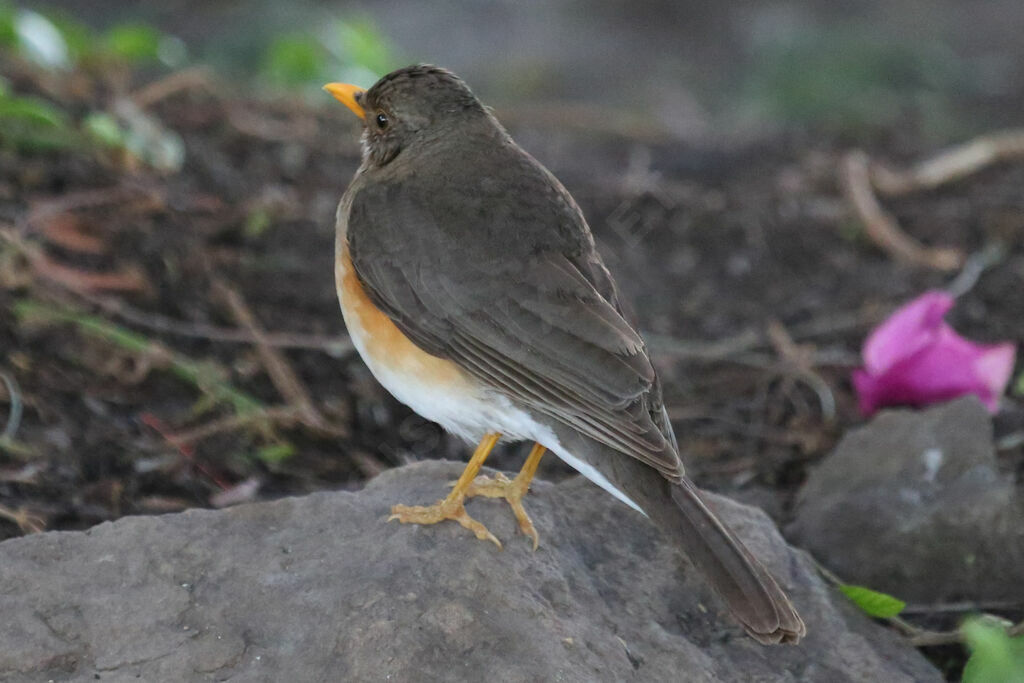 African Thrush