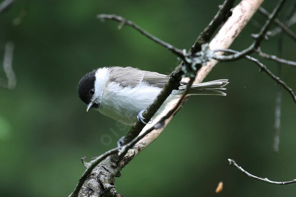 Mésange boréale