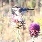 Mésange lugubre