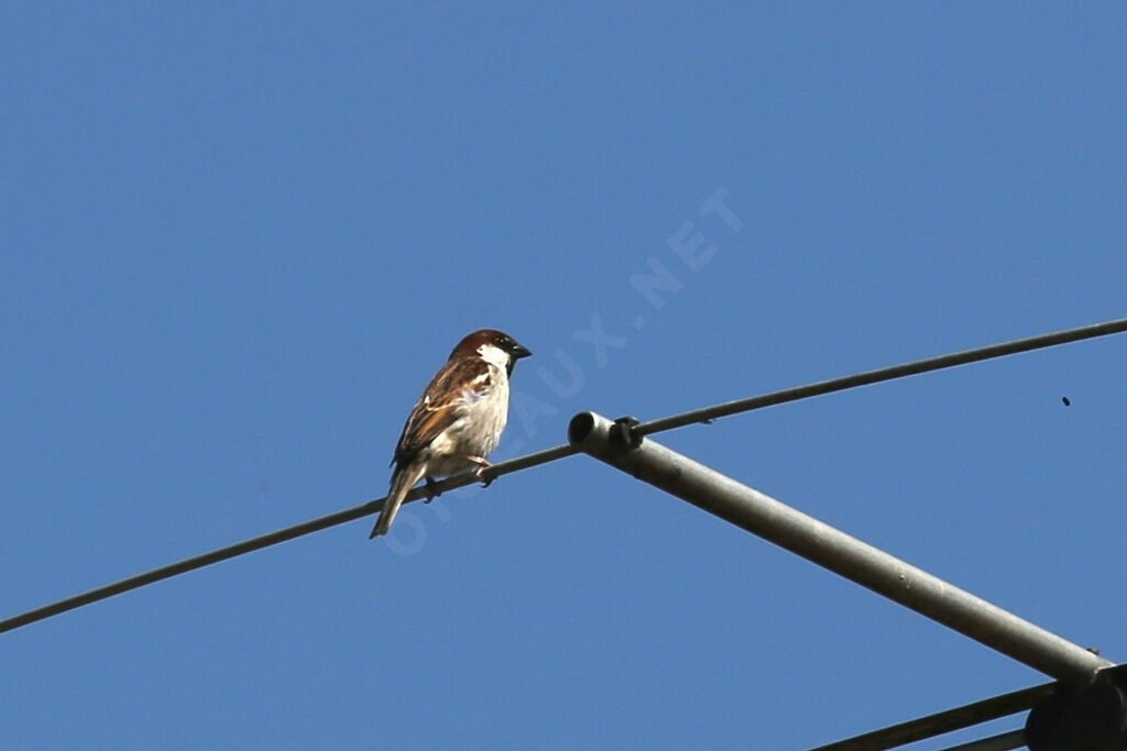 Moineau cisalpin