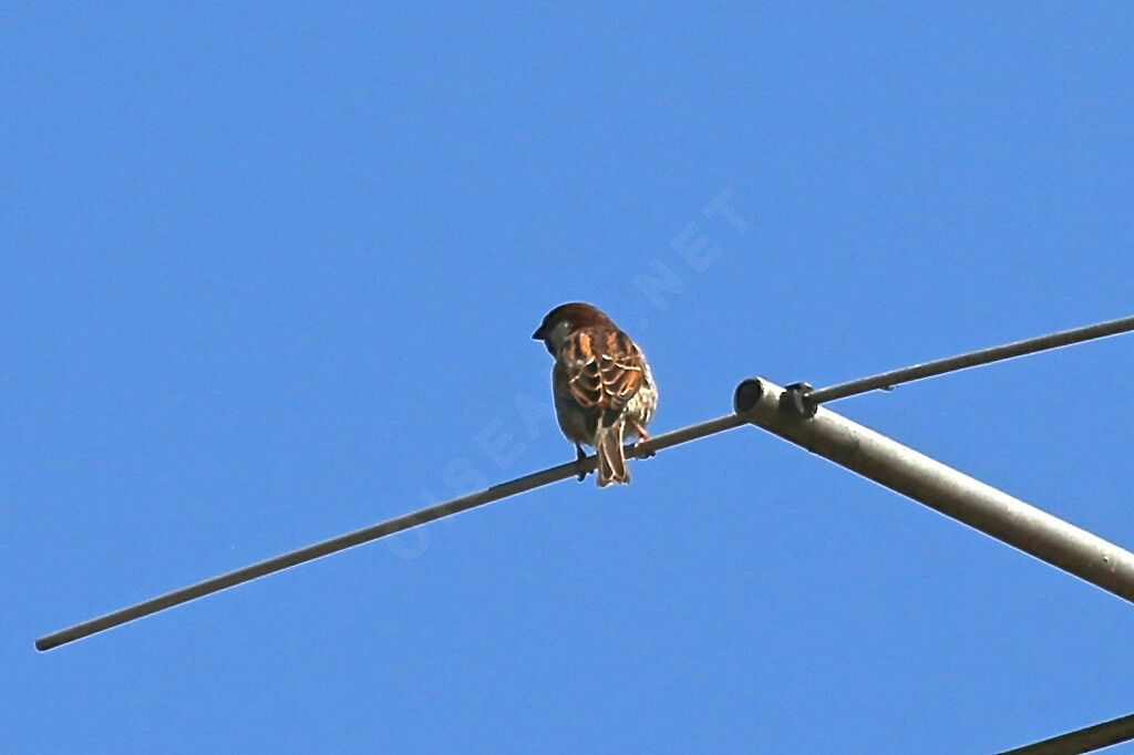 Moineau cisalpin