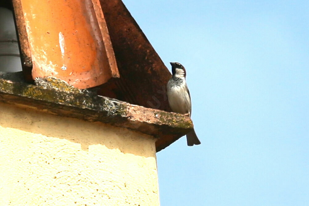 Moineau cisalpin