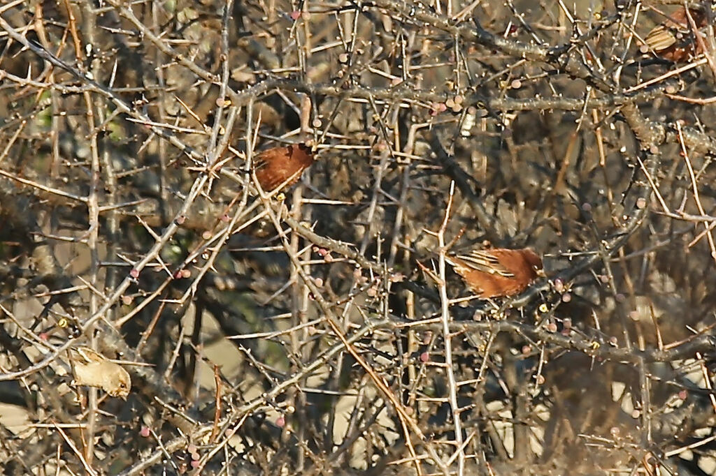Moineau d'Emin