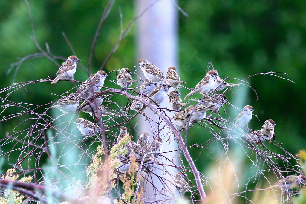 Moineau friquet
