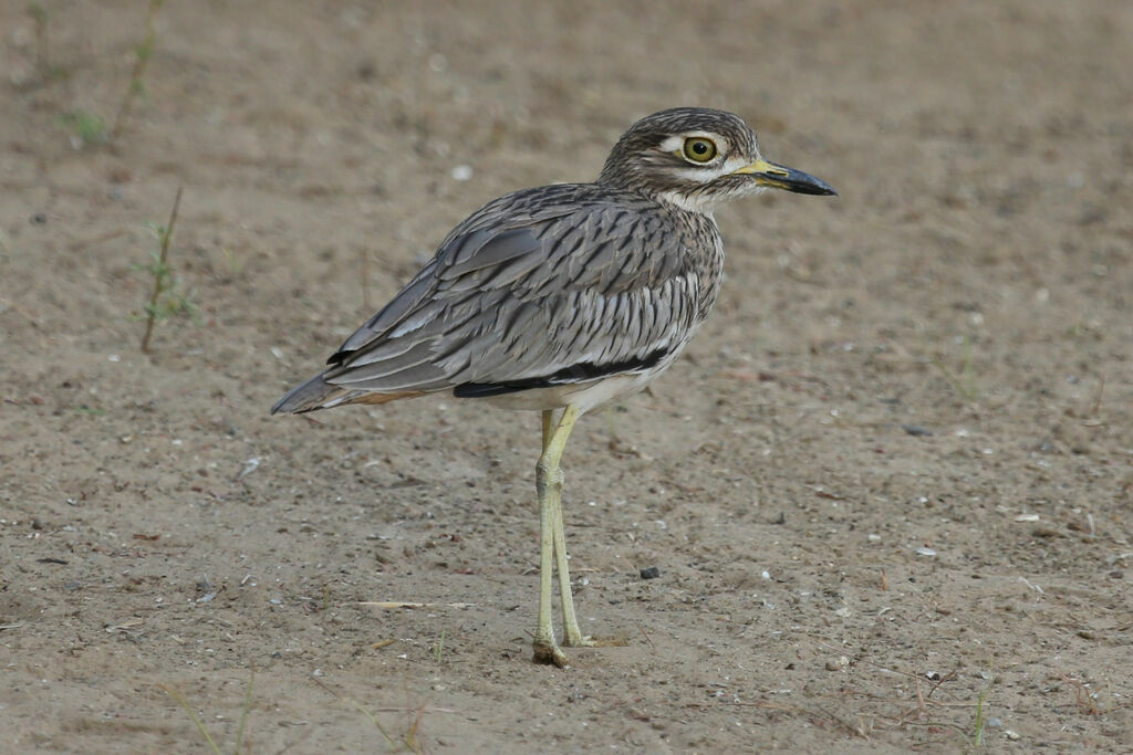 Senegal Thick-knee