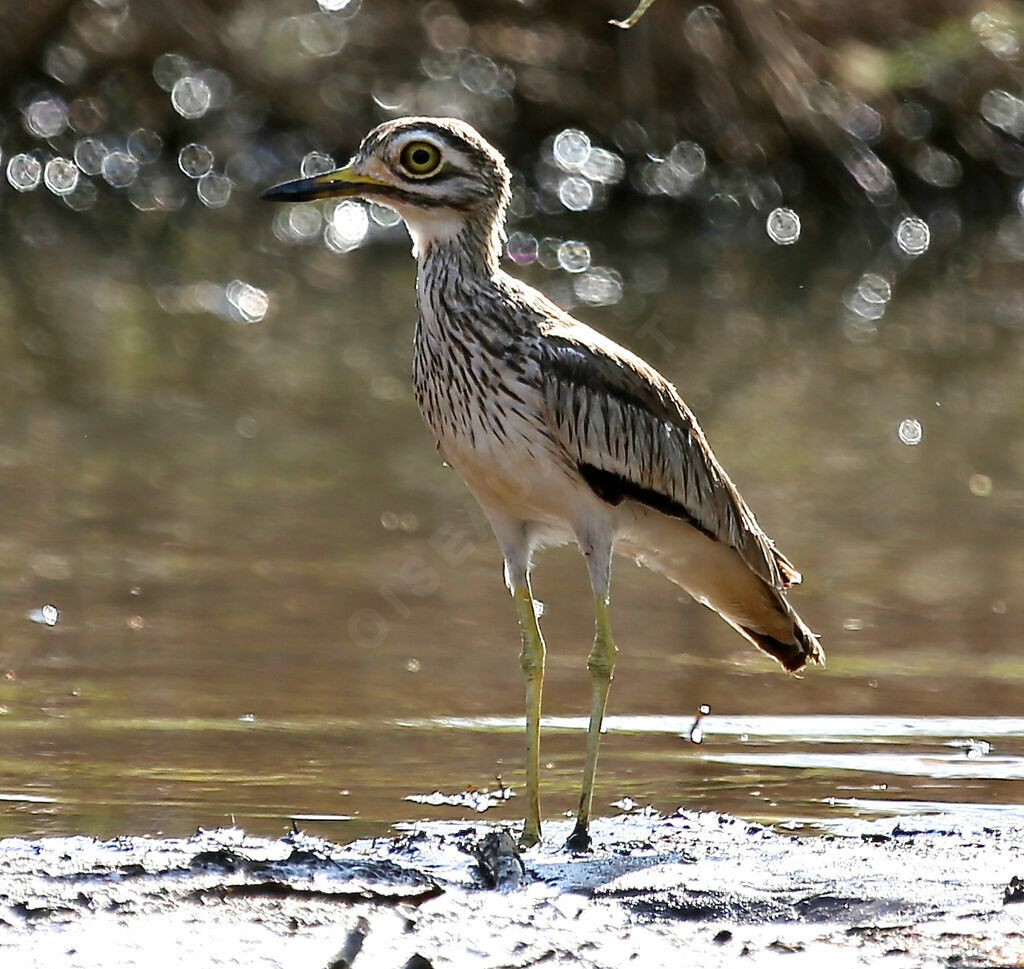 Senegal Thick-knee