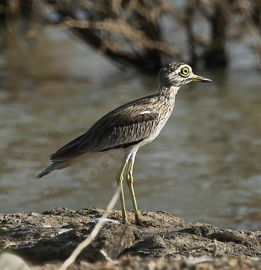 Senegal Thick-knee