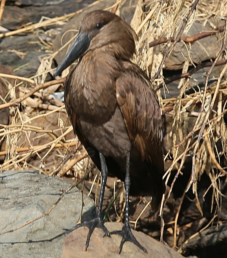 Hamerkop
