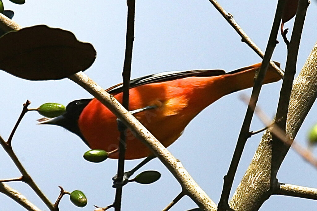 Oriole du Nord