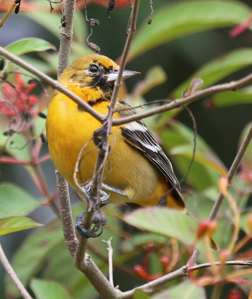 Oriole du Nord - Oriole de Baltimore<br /> femelle