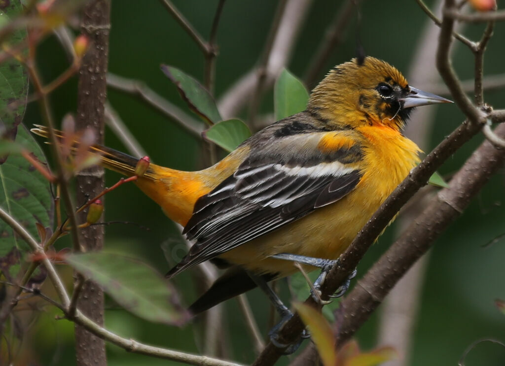 Oriole du Nord - Oriole de Baltimore<br /> femelle