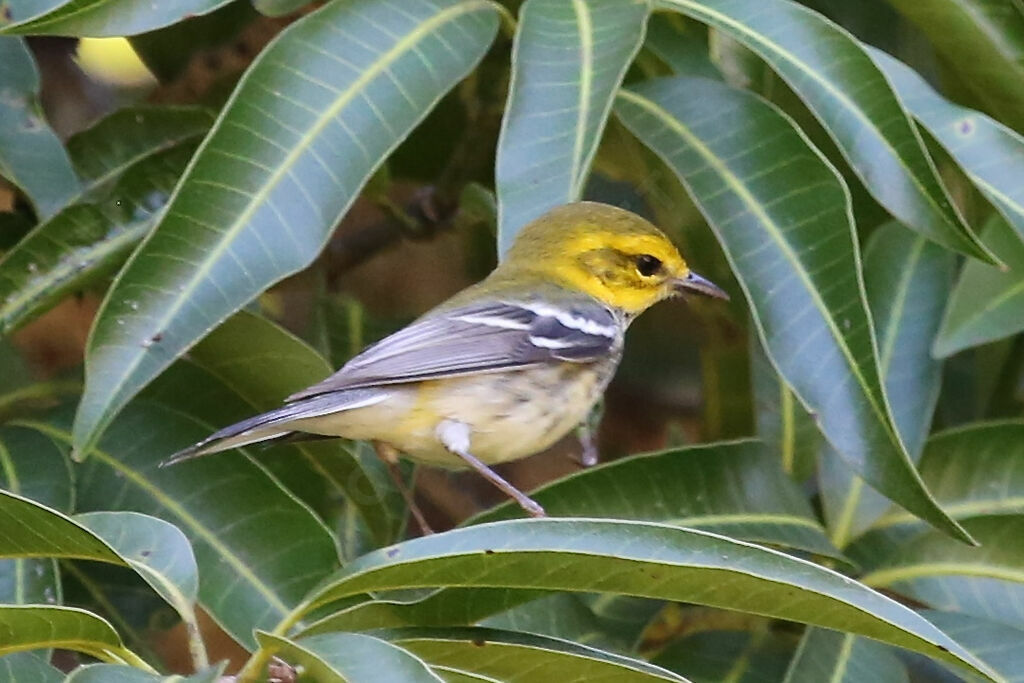 Black-throated Green Warbler