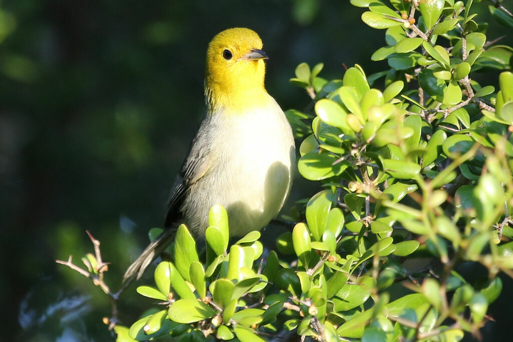 Paruline de Fernandina