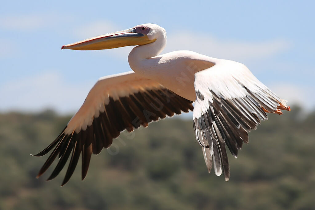 Pélican blanc