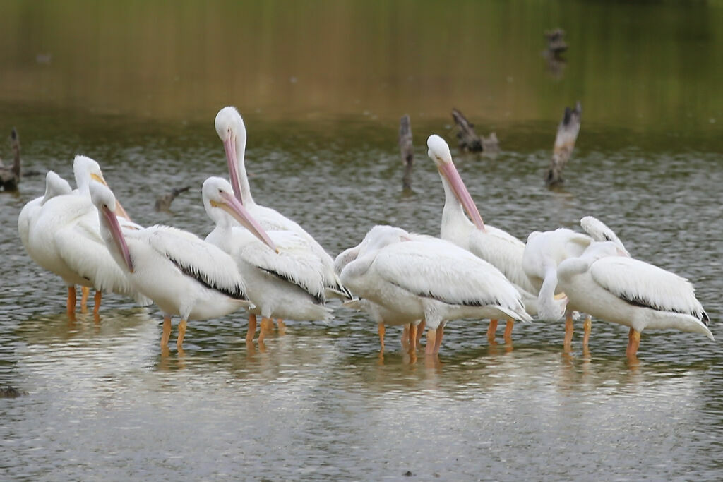 Pélican d'Amérique