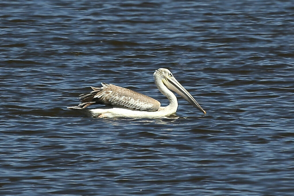 Pélican gris