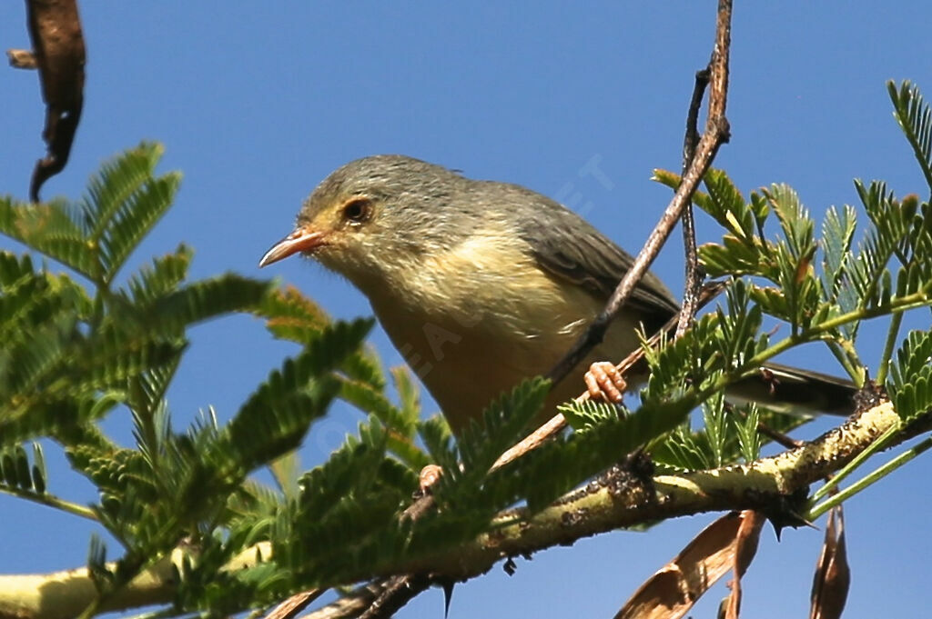 Buff-bellied Warbler