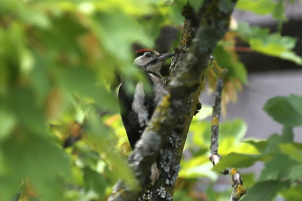 Great Spotted Woodpecker