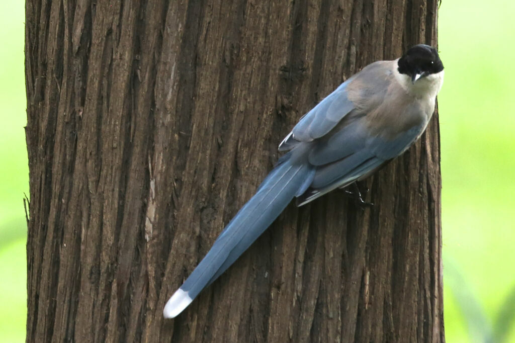 Pie bleue