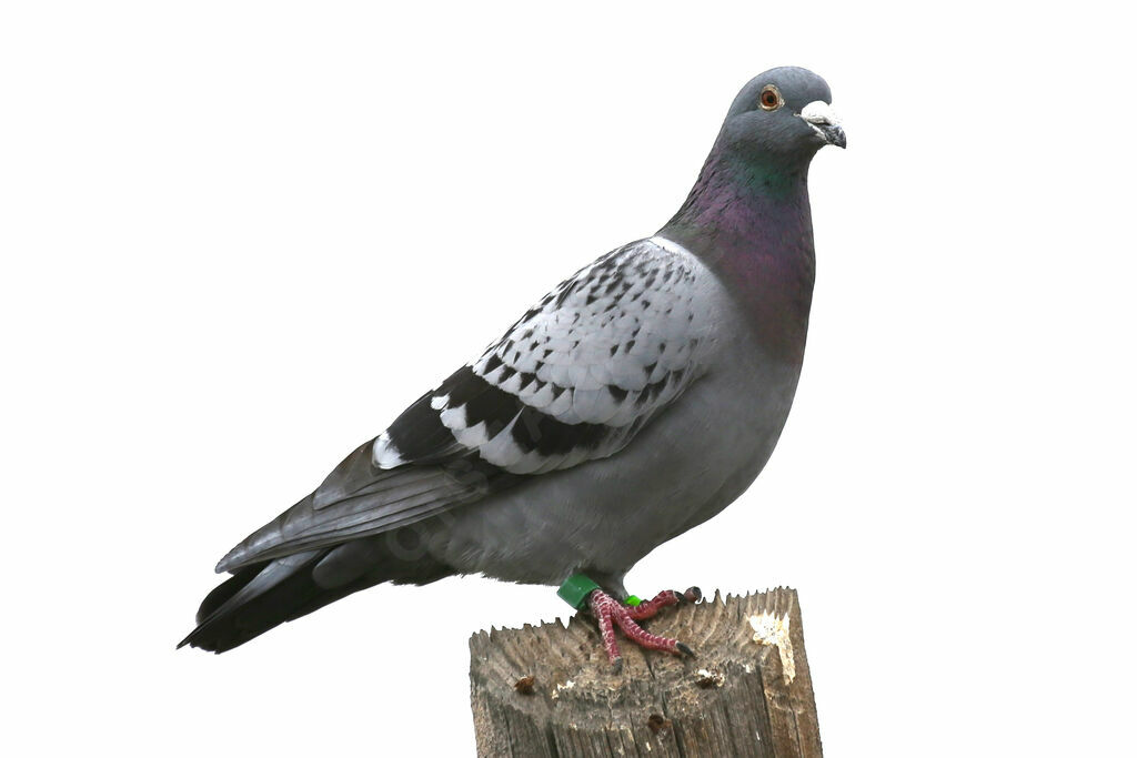Pigeon biset