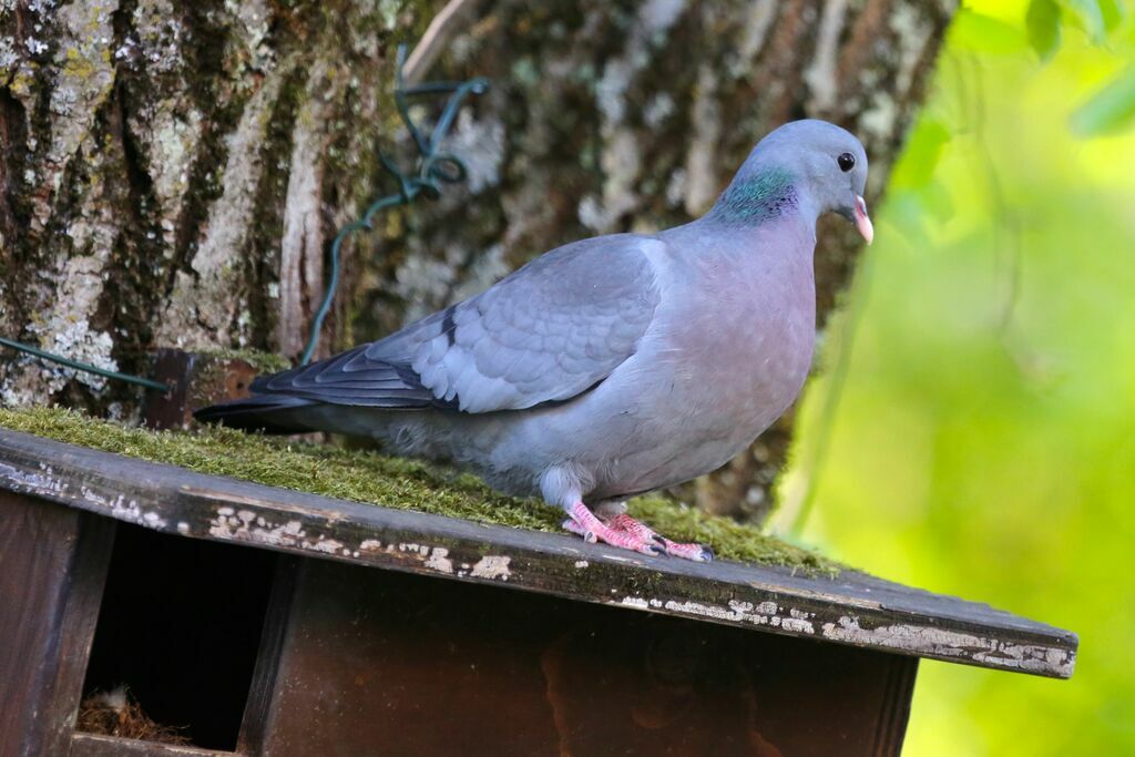 Pigeon colombin