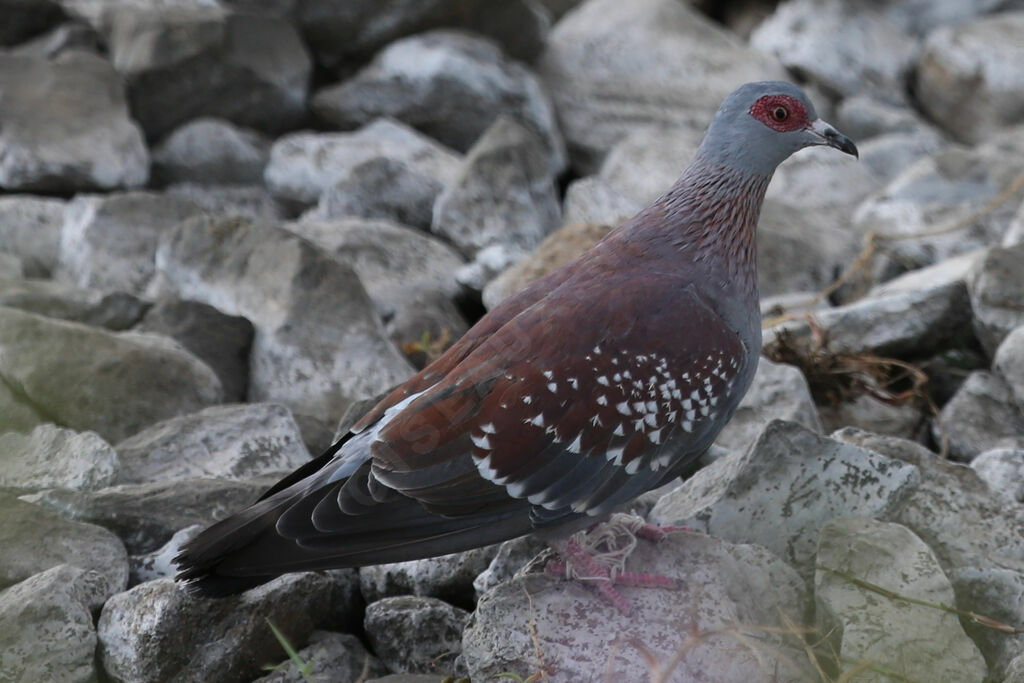 Pigeon roussard