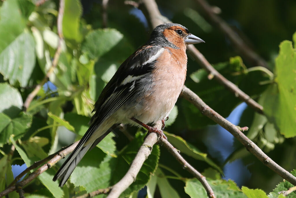 Pinson des arbres