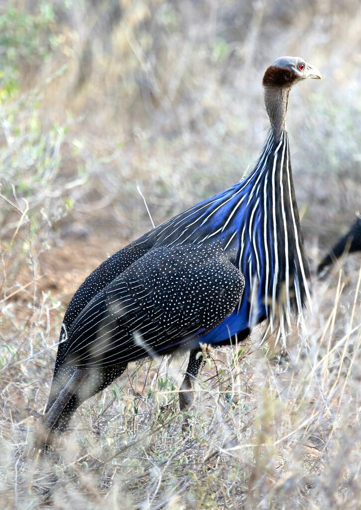 Pintade vulturine