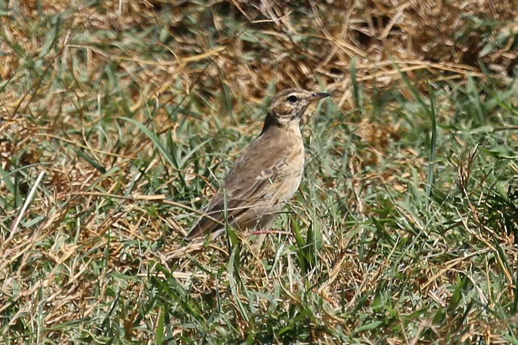 Pipit à dos uni
