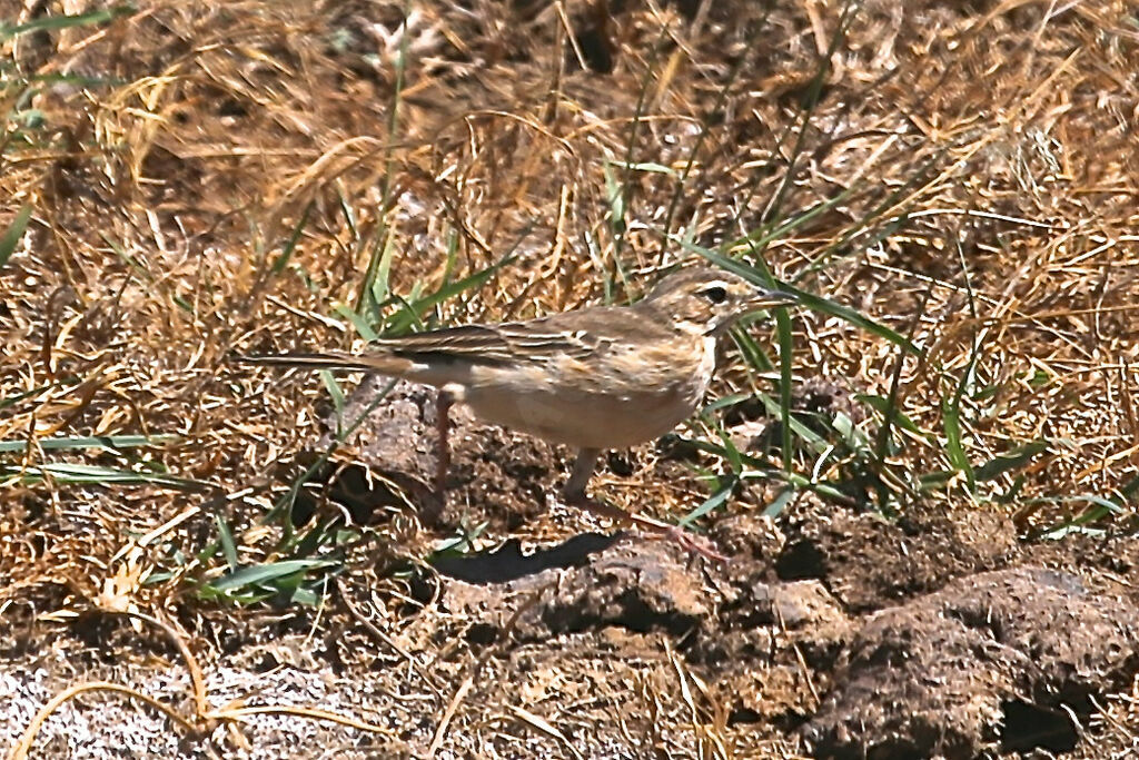 Pipit à dos uni