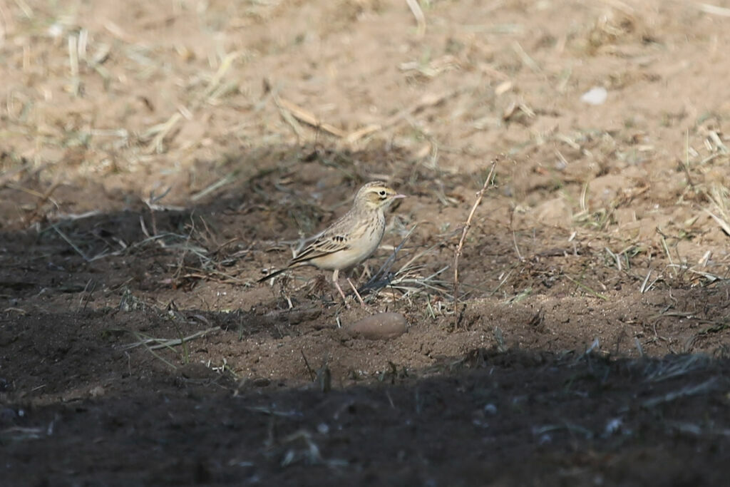 Pipit rousseline