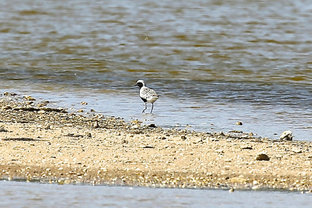 Pluvier argenté
