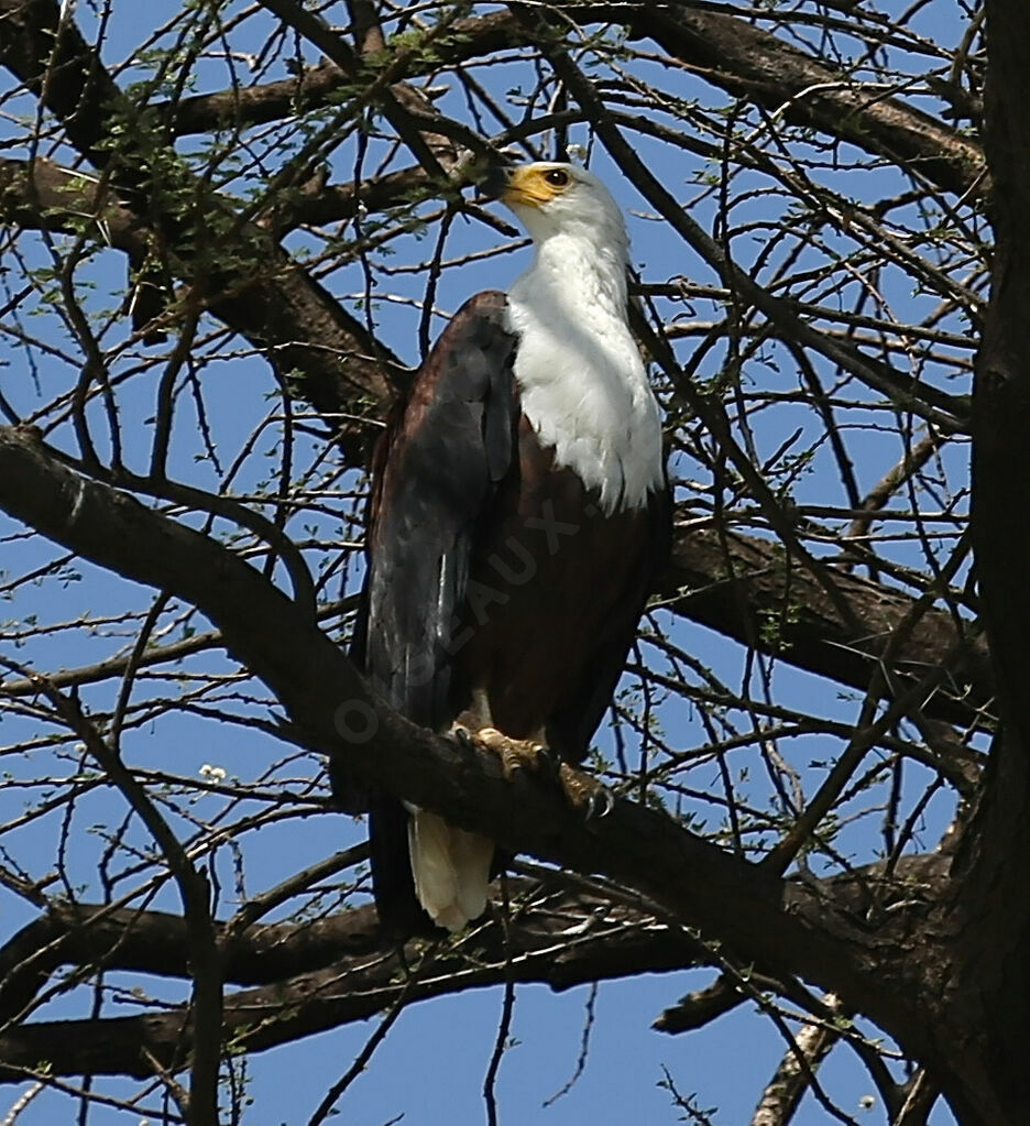 Pygargue vocifère