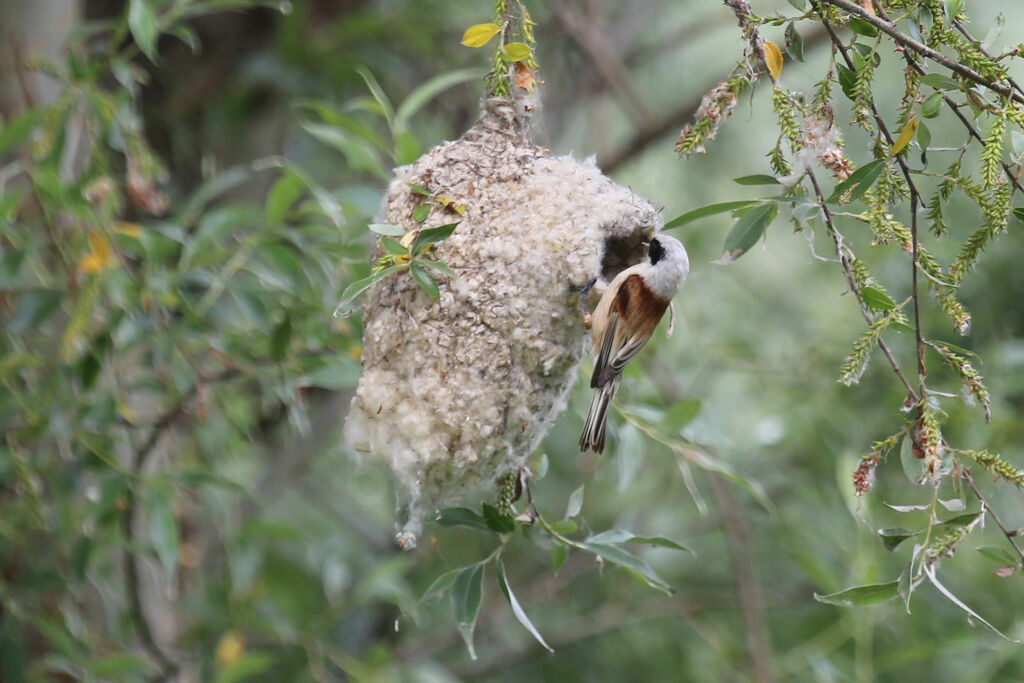 Rémiz penduline
