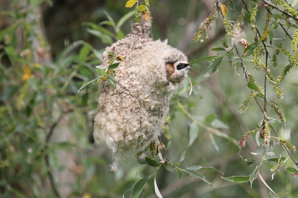 Rémiz penduline