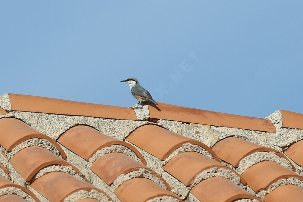 Western Rock Nuthatch