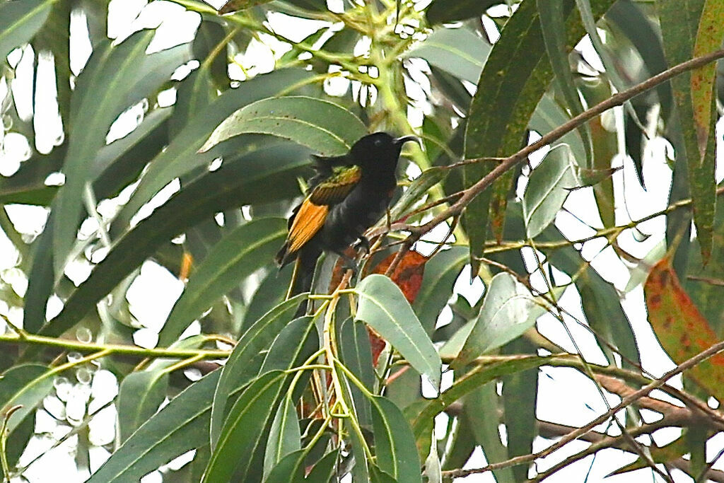 Golden-winged Sunbird
