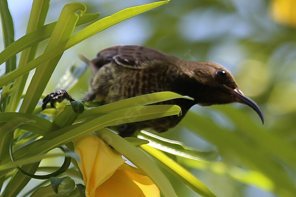 Scarlet-chested Sunbird